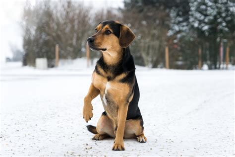 5 Possible Reasons Why Your Dog Limp Front Leg And How to Fix It
